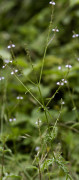 verveine
