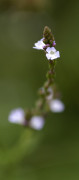 verveine