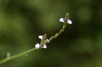 verveine