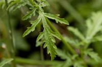 verveine