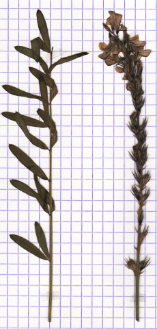 vesce