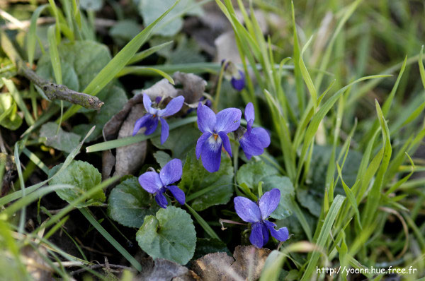 violette