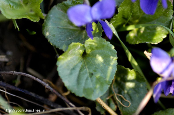 violette