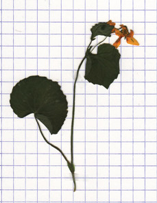 violette