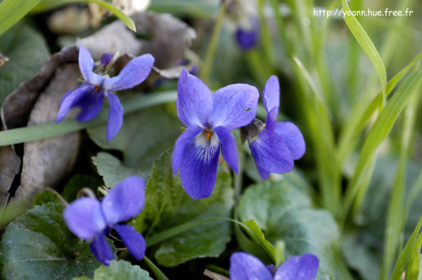 violette