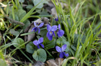 violette