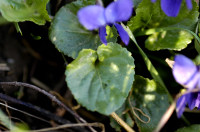 violette