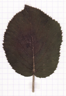 viorne lantane