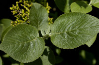 viorne lantane