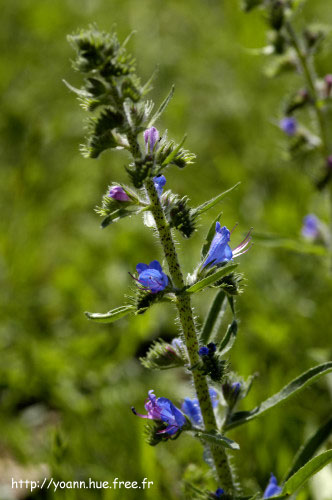 Vipérine