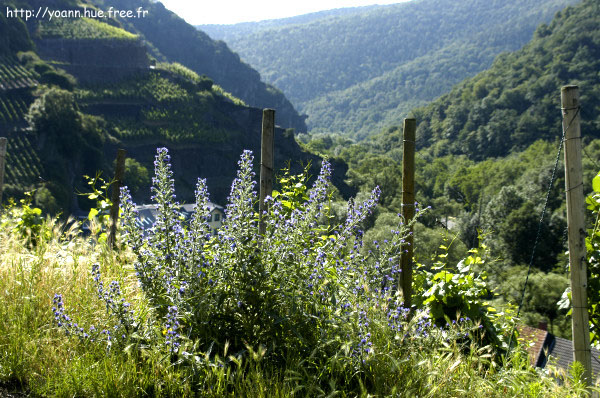 Vipérine