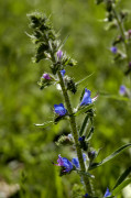 viperine