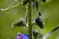 viperine