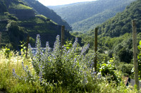viperine